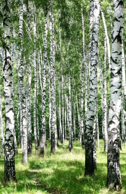 Fototapete 3D Wald-Birken
