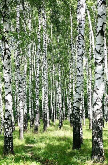 Fototapete 3D Wald-Birken