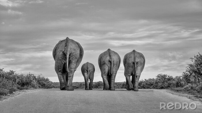 Fototapete 4 Elefanten auf der Straße
