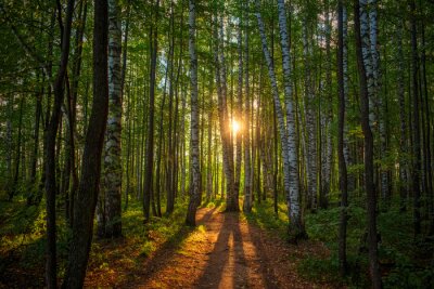 Fototapete A path in a birch grove at dawn, the rising sun in the center