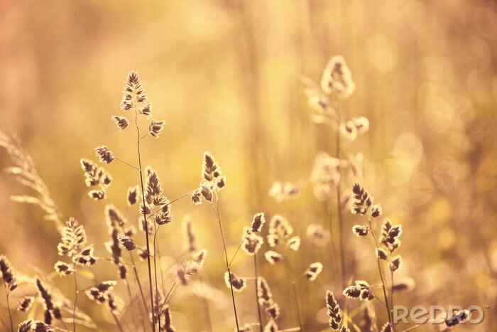 Fototapete Abend auf der Wiese