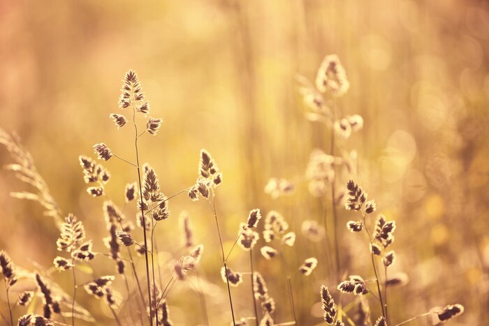 Fototapete Abend auf der Wiese