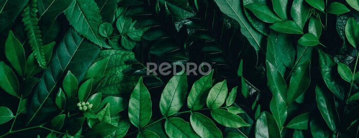Fototapete Abstract green leaves nature texture background. Creative layout for design
