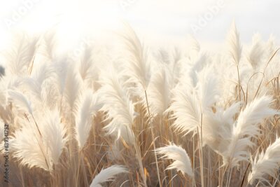 Fototapete Abstract natural background of soft plants. Cortaderia. Fashionable pampas grass in neutral pastel colors. Dry reeds boho style. Aesthetic nature landscape