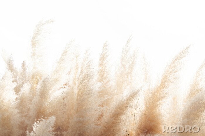 Fototapete Abstract natural background of soft plants (Cortaderia selloana) moving in the wind. Bright and clear scene of plants similar to feather dusters.
