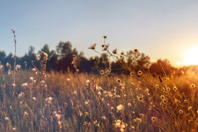 Fototapete Abstract warm landscape of dry wildflower and grass meadow on warm golden hour sunset or sunrise time. Tranquil autumn fall nature field background. Soft golden hour sunlight at countryside