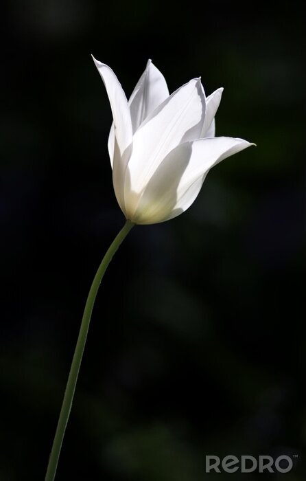 Fototapete Abstrakte weiße Tulpe