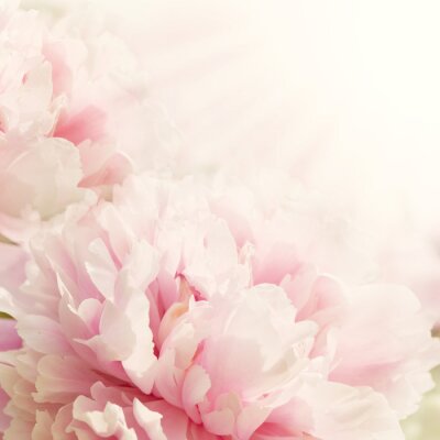 Fototapete Abstrakter Hintergrund mit verschwommenen Pfingstrosen