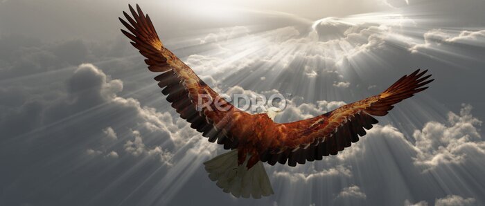 Fototapete Adler im Flug über den Wolken