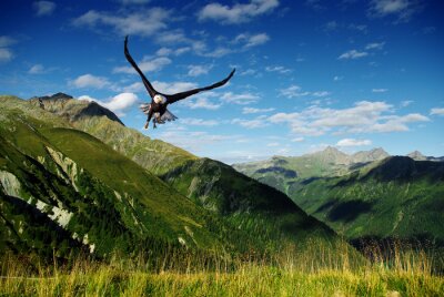 Adler mit einer Gebirgslandschaft im Hintergrund