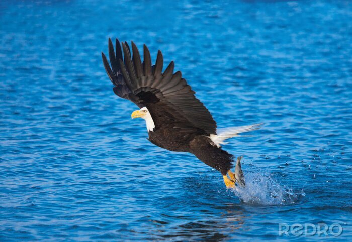 Fototapete Adler über Wasser