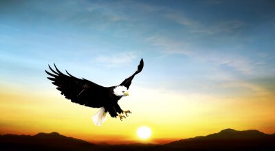 Fototapete Adler vor dem Hintergrund des Sonnenuntergangs