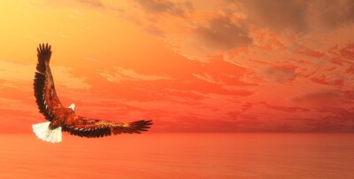 Adler vor einem orangefarbenen Himmel