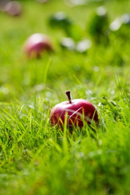 Fototapete Äpfel unter Natur