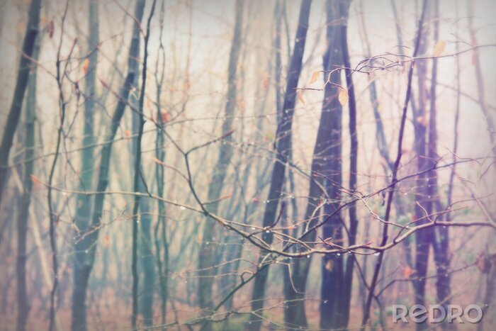 Fototapete Äste und stämme aus nächster nähe