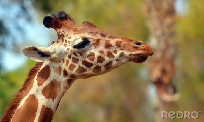 Fototapete Afrika Giraffen auf Safari