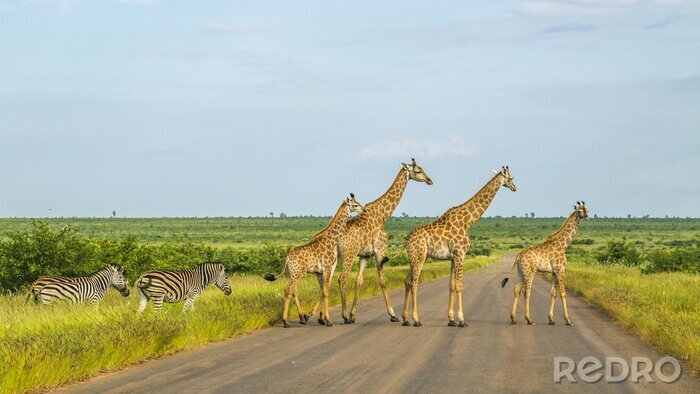 Fototapete Afrika Giraffen beim Überqueren der Straße