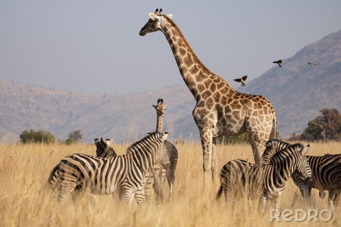 Fototapete Afrika Giraffen im Gras
