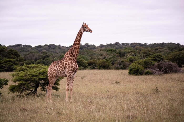Fototapete Afrika Giraffen in Safari