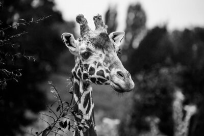 Fototapete Afrika Giraffen Schwarz-Weiß-Foto