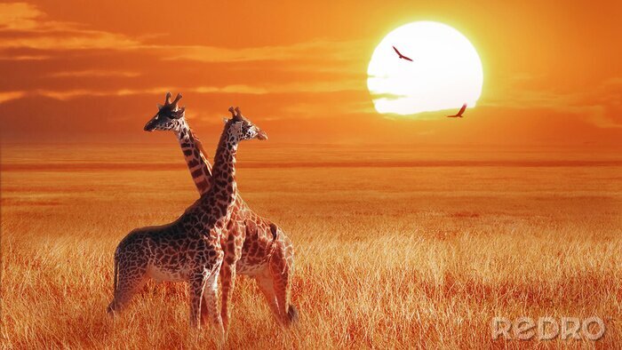 Fototapete Afrika Giraffen Sonnenschein