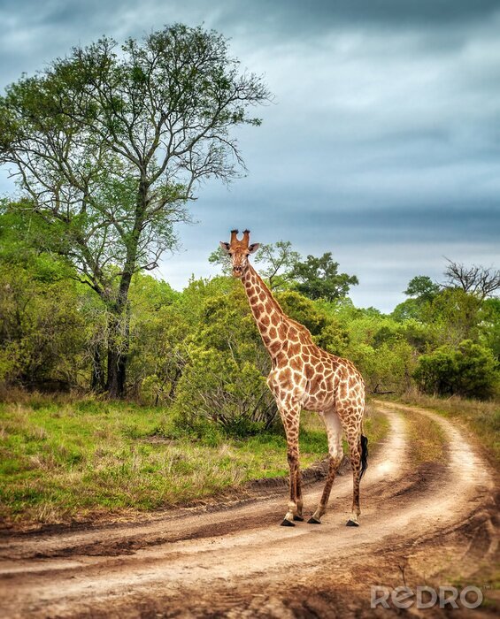 Fototapete Afrika Landschaften und Tiere