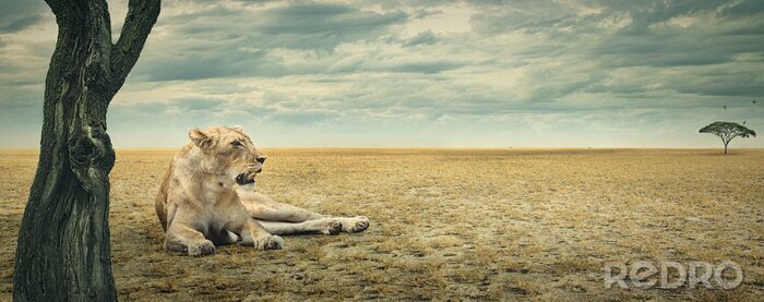 Fototapete Afrika Landschaften und Tiere Löwin