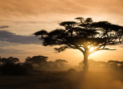Afrika Sonnenuntergang Savanne