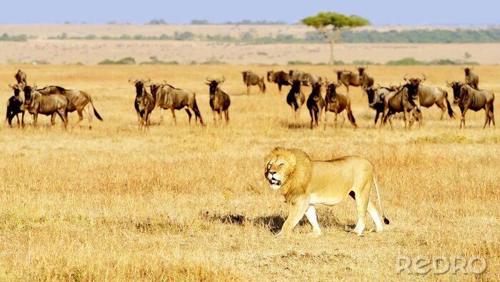 Fototapete Afrika Tiere in der Savanne