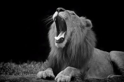 Afrika Tiere Löwe auf dem Schwarz-Weiß-Foto