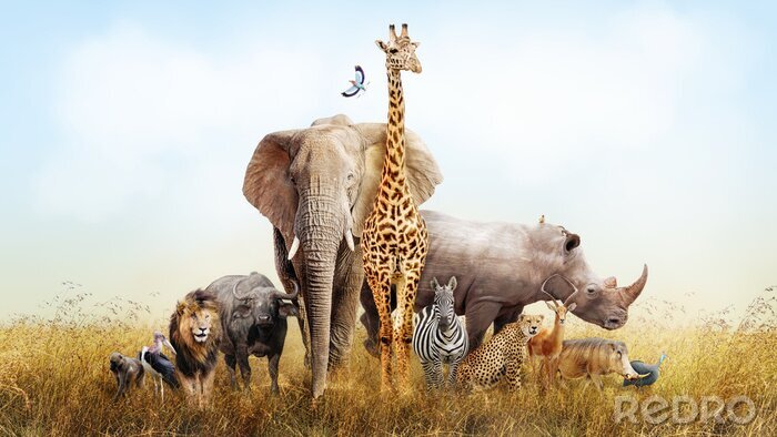 Fototapete Afrika Tiere Safari