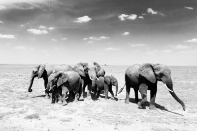 Fototapete Afrikanische Elefanten am Himmel