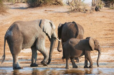 Fototapete Afrikanische Elefantenfamilie