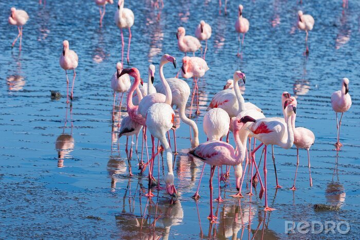 Fototapete Afrikanische flamingos im wasser