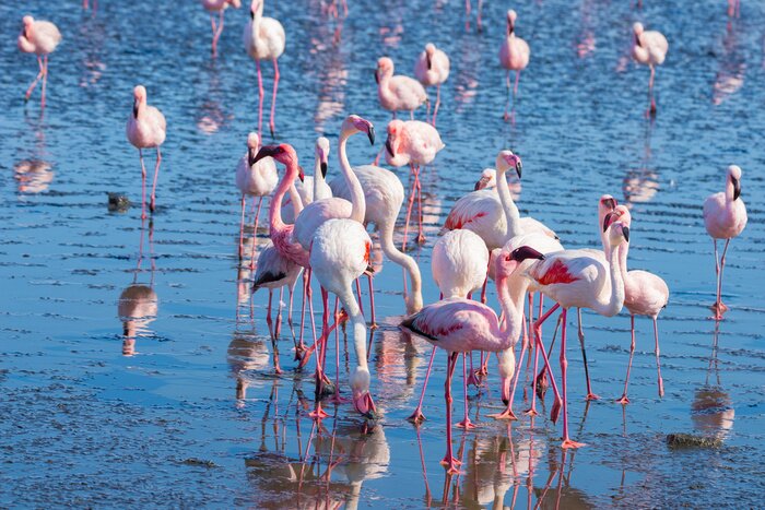 Fototapete Afrikanische flamingos im wasser