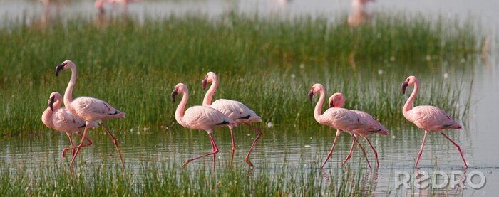 Fototapete Afrikanische flamingos in einem nationalpark