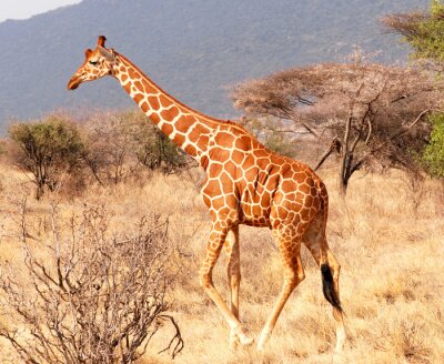 Fototapete Afrikanische Giraffe in der Savanne
