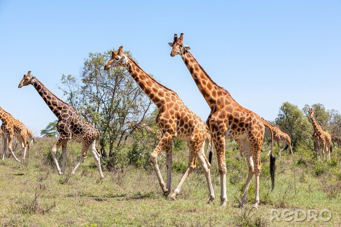 Fototapete Afrikanische Giraffen auf Safari
