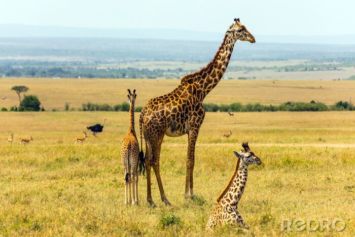 Fototapete Afrikanische Giraffen in der Savanne