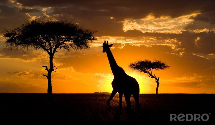 Fototapete Afrikanische Landschaft mit Giraffe