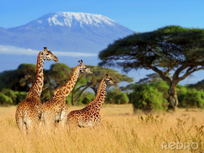 Fototapete Afrikanische Landschaft mit Giraffen und Kilimandscharo