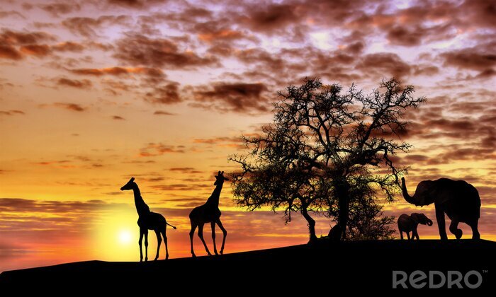 Fototapete Afrikanische Landschaft mit Tieren