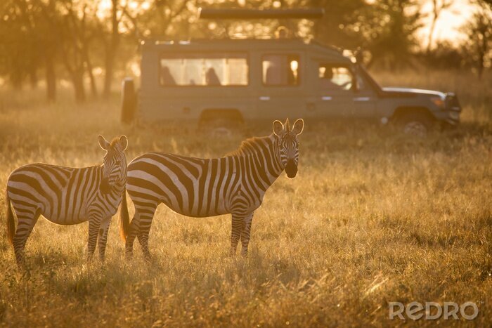 Fototapete afrikanische Landschaft mit Zebras