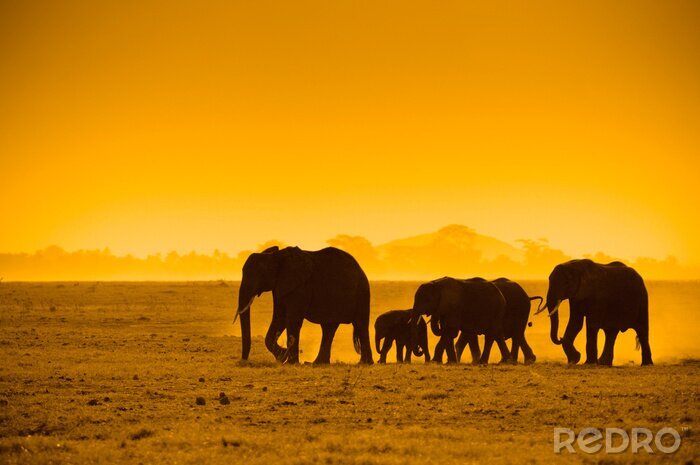 Fototapete Afrikanische Tiere bei Sonnenuntergang