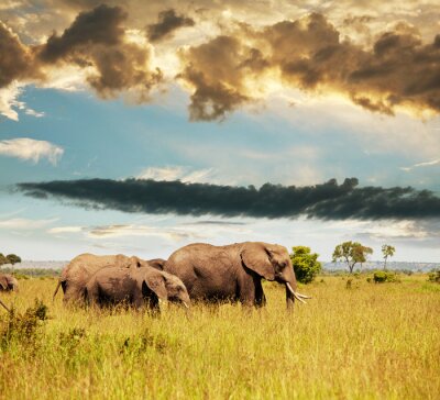 Fototapete Afrikanische Tiere in der Savanne