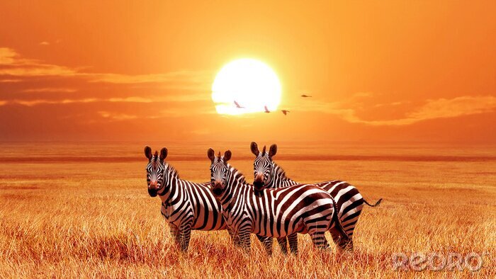 Fototapete Afrikanische Tiere mit Sonnenuntergang
