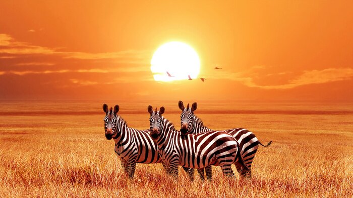 Fototapete Afrikanische Tiere mit Sonnenuntergang