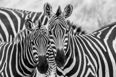 Fototapete Afrikanische Zebras