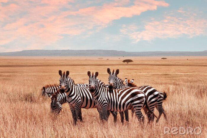 Fototapete Afrikanische Zebras im Serengeti-Park