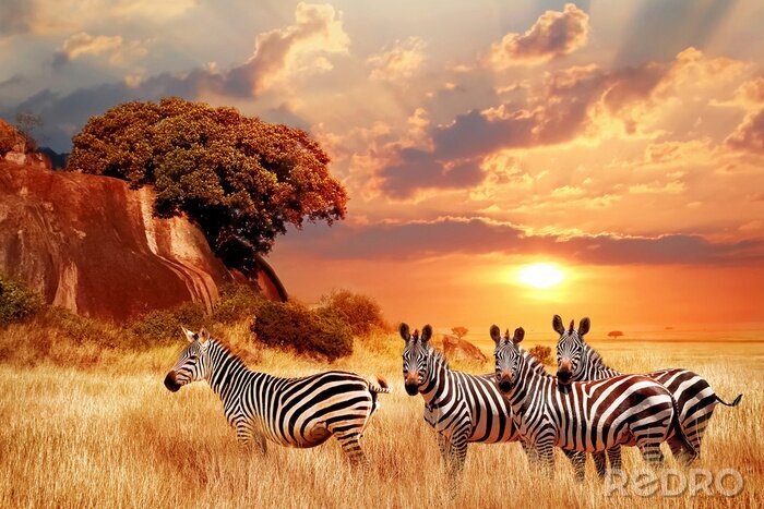 Fototapete Afrikanische Zebras im Westen